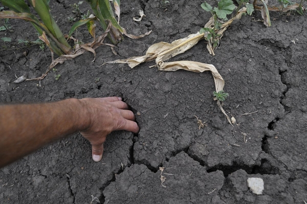 Из-за волн засухи и ливней треть фермеров в России оказалась под угрозой банкротства. Останутся ли россияне без овощей и фруктов? Из-за волн засухи и ливней треть фермеров в России оказалась под угрозой банкротства. Останутся ли россияне без овощей и фруктов?