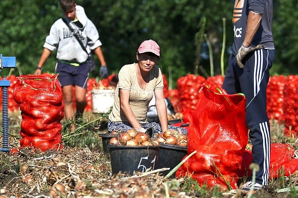 Из-за волн засухи и ливней треть фермеров в России оказалась под угрозой банкротства. Останутся ли россияне без овощей и фруктов? Из-за волн засухи и ливней треть фермеров в России оказалась под угрозой банкротства. Останутся ли россияне без овощей и фруктов?