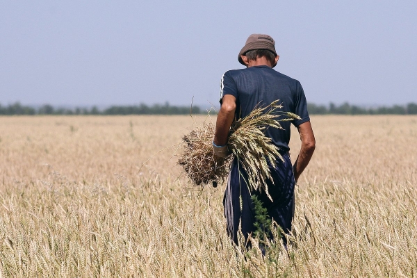 Из-за волн засухи и ливней треть фермеров в России оказалась под угрозой банкротства. Останутся ли россияне без овощей и фруктов? Из-за волн засухи и ливней треть фермеров в России оказалась под угрозой банкротства. Останутся ли россияне без овощей и фруктов?